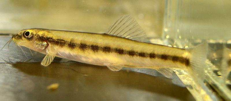 Well-conditioned individual in the aquarium.