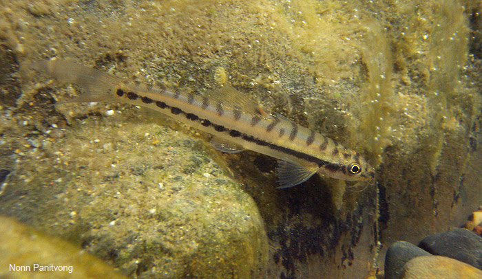 N. pallidus is not common in the aquarium trade.