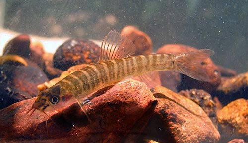 This young specimen is already exhibiting the split vertical bars typical of the species.