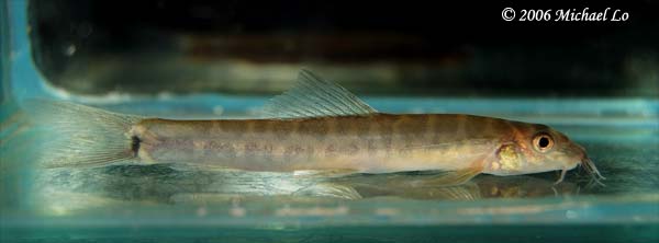 Freshly-collected wild specimen with relatively solid body markings.