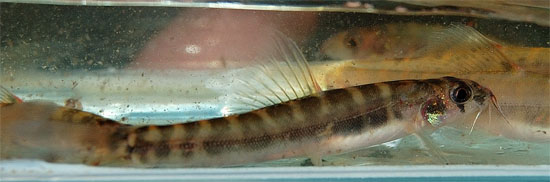 Freshly-collected wild specimen.