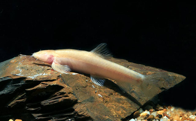 This is an endangered, protected species and illegal to collect for the aquarium trade.