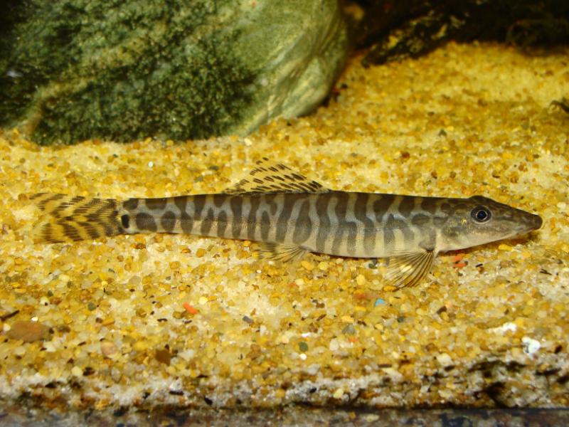 A strongly-marked male.