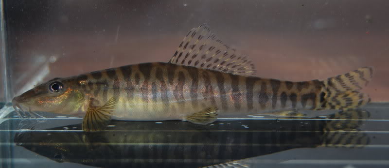 Based on body shape alone this adult would appear to be female.
