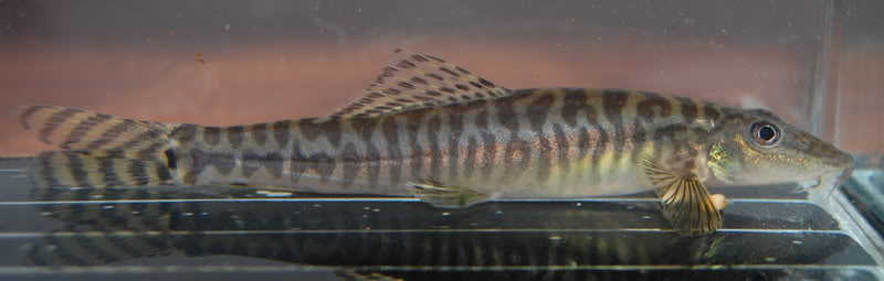 Probable adult male specimen.