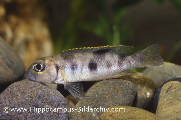 Neolamprologus boulengeri