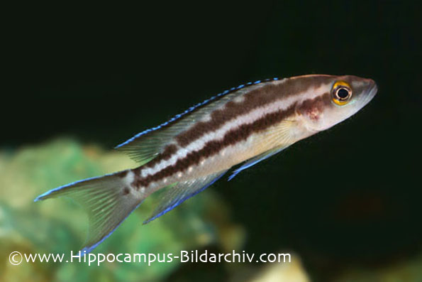 Neolamprologus buescheri