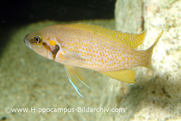 Neolamprologus helianthus adult