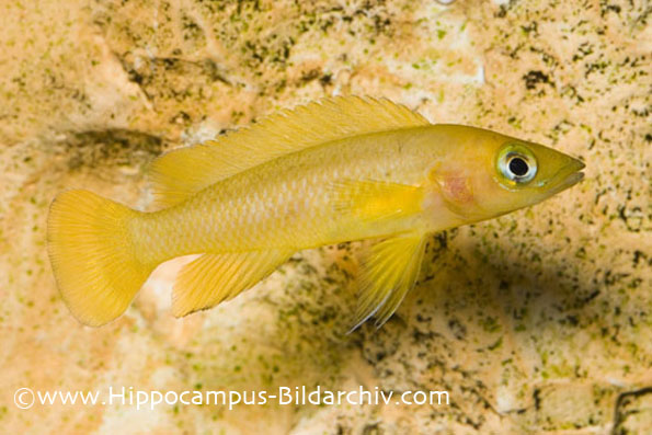Neolamprologus leleupi juvenile