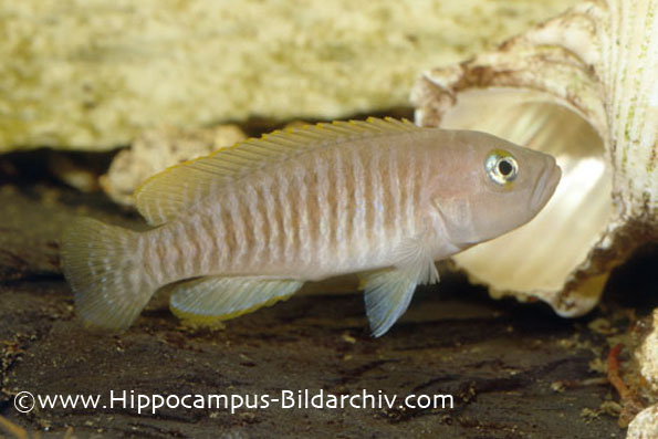 Neolamprologus multifasciatus