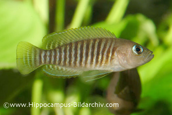 Neolamprologus multifasciatus