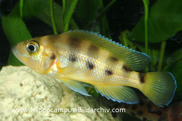 Neolamprologus sexfasciatus