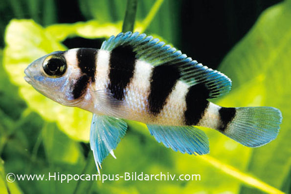 Neolamprologus tretocephalus