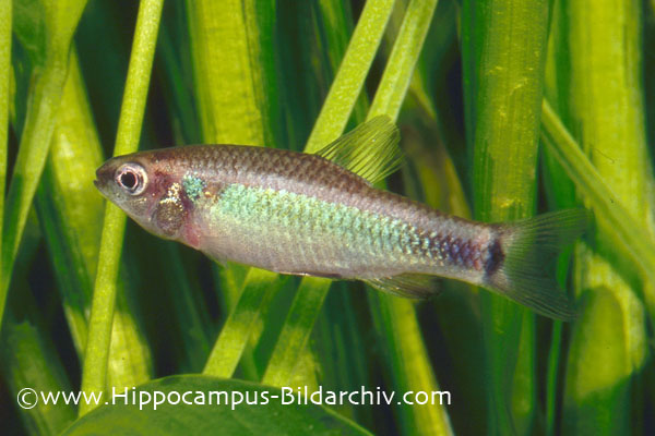 Neolebias ansorgii male.