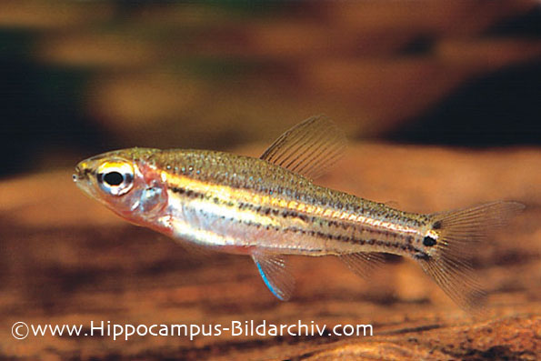 Neolebias trilineatus juvenile.