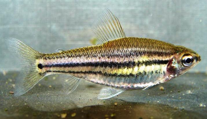 Neolebias trilineatus adult female.