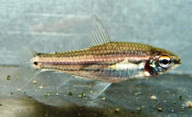 Neolebias trilineatus adult male.
