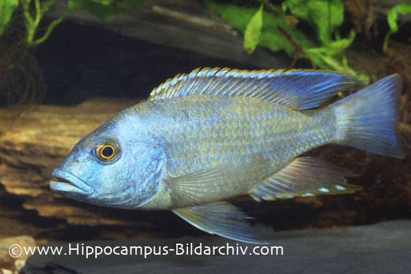 Nimbochromis livingstonii male inbreeding colouration