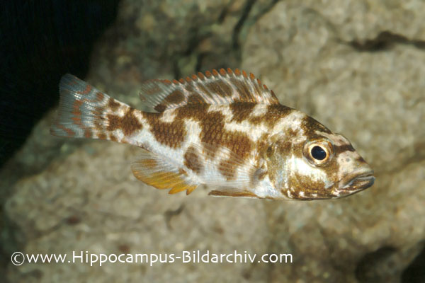 Nimbochromis livingstonii juvenile