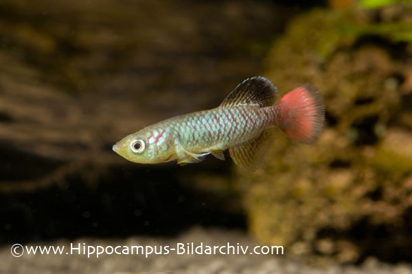 Nothobranchius guentheri male