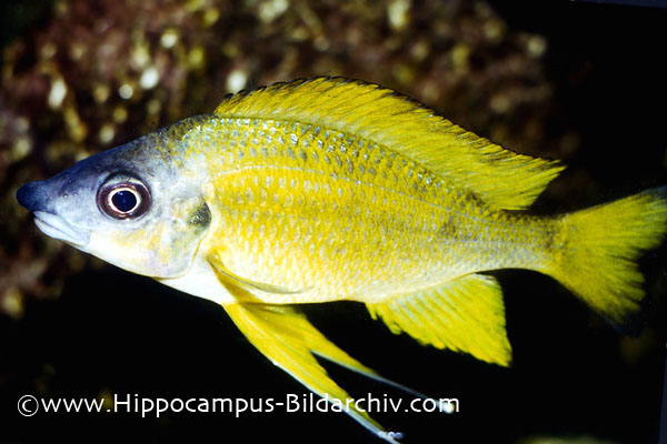 Ophthalmotilapia nasuta adult male
