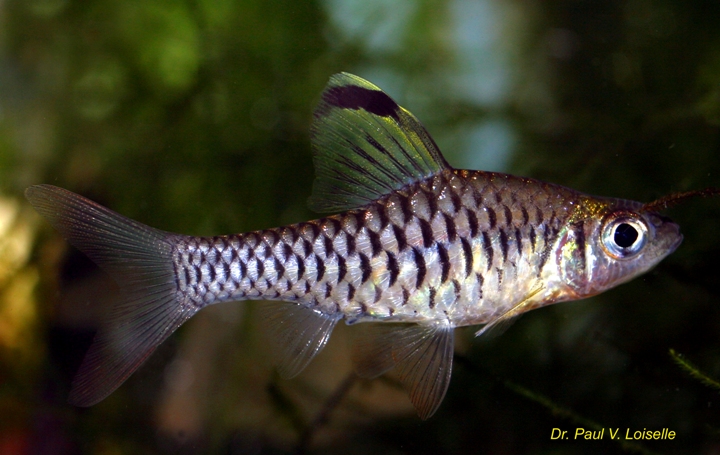 Female of Oreichthys cosuatis.