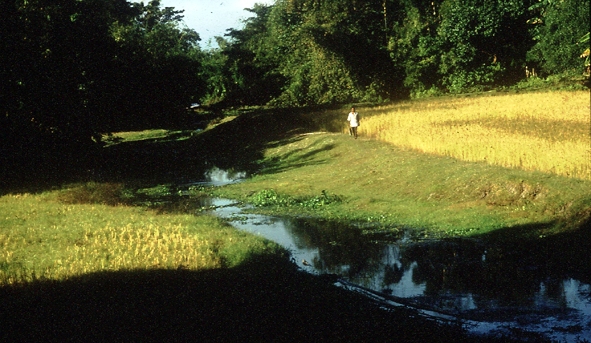 The fish in our images were collected from this sluggish creek in northern India.