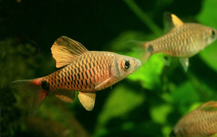 Adult male of Oreichthys sp. 'Myanmar redfin 2'.