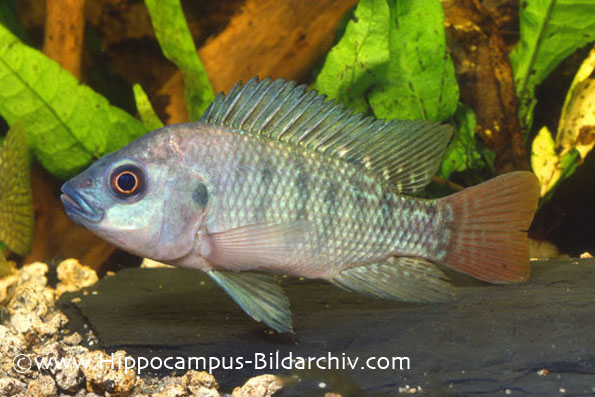 Oreochromis niloticus niloticus juvenile