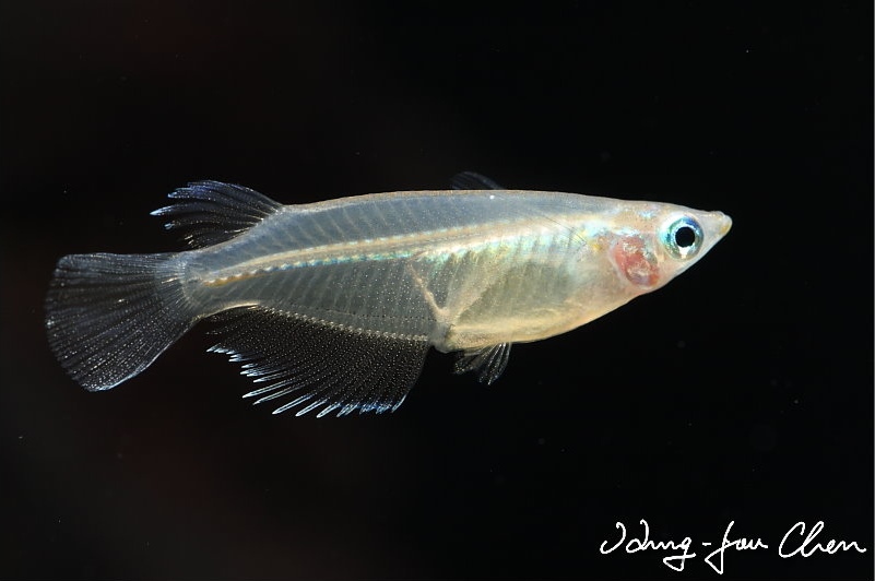 Another subadult male.