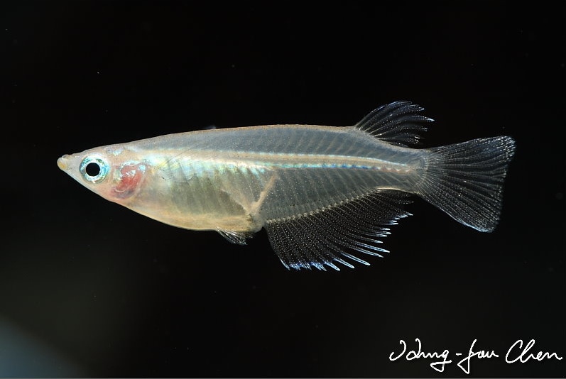 Young male from the aquarium trade.