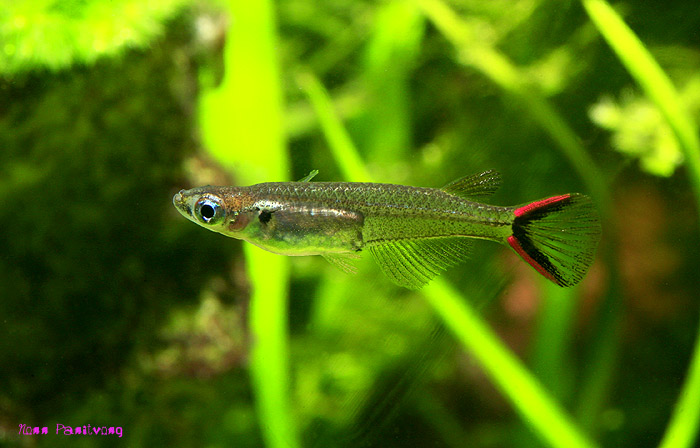 Adult male specimen.