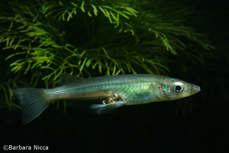 Adult female carrying eggs, which in this species remain attached until hatching.