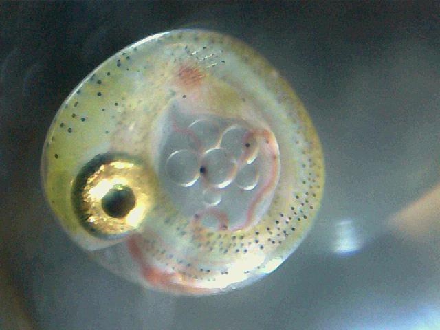 Partially-developed egg with eye, heart and pectoral-fin clearly visible.