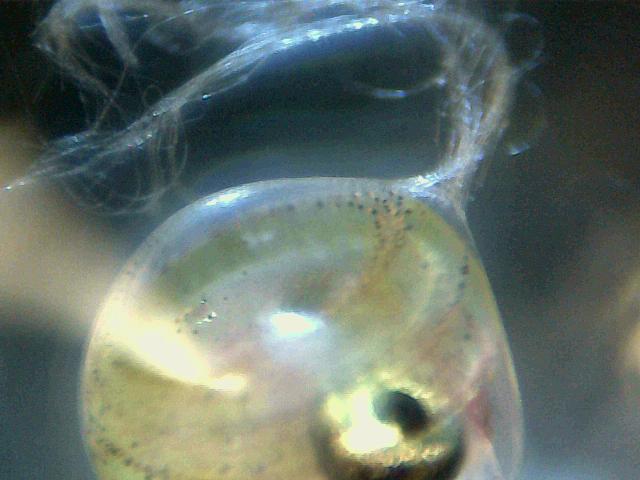 Here the attachment filament used during pelvic brooding is visible.