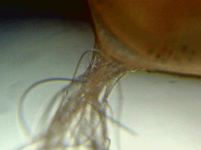 Detail of attachment filament.