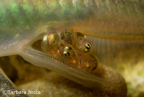 Detail opf eggs and developing embryos.