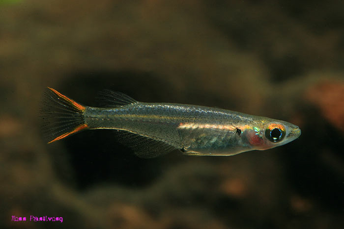 Male specimen.