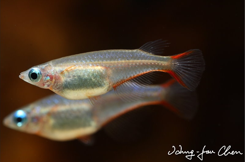 The intensity of blue colouration on the flanks of males can appear different...