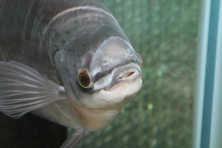 Young adult with characteristic external teeth clearly visible.