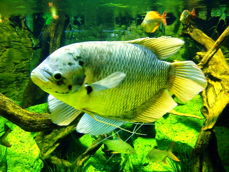 Osphronemus goramy wild form subadult