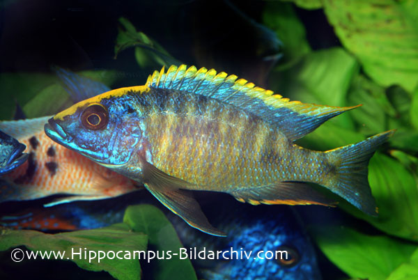 Otopharynx lithobates adult male