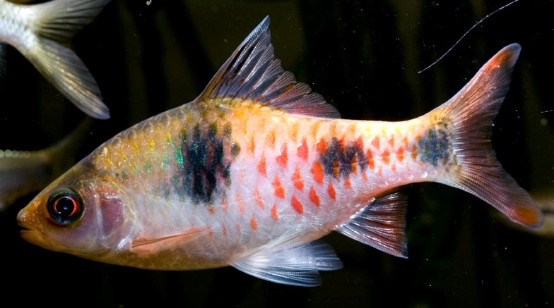The same specimen as in the previous image post-acclimatisation.