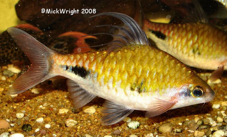 Specimen exhibiting certain characters intermediate between D. exclamatio and D. assimilis.
