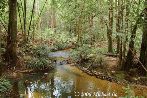 Habitat in the Gunung (mountain) Undan area, Sarawak.