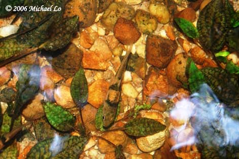 Individual among the plants..
