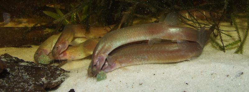 Like all Pangio species it does best when maintained in a conspecific group.