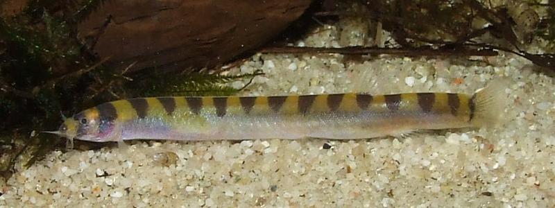 ...and the fact that the dark, saddle-shaped markings are restricted to the upper half of the body.