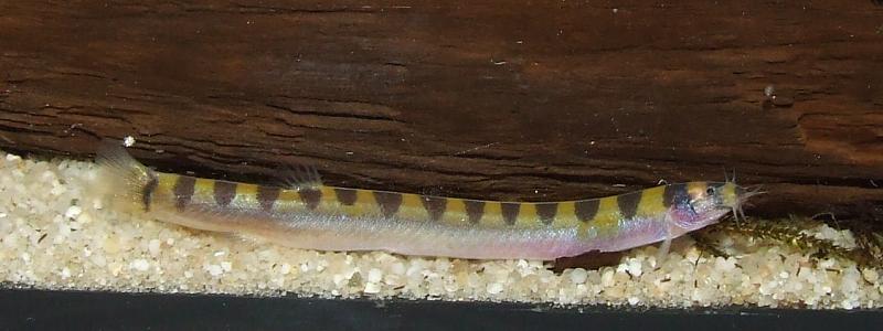Distinguishing characters of this species include nasal barbels, visible here,...