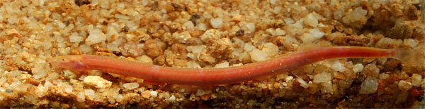 Some populations are dark pinkish in colour.